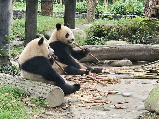 An Unforgettable Journey Through Chongqing & Chengdu ✈️🏔️🌟