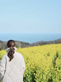 菜の花が見れるおすすめスポット！