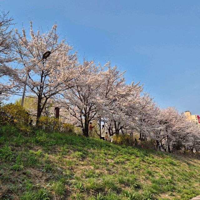 산책하며 벚꽃보기 좋은 충훈벚꽃길