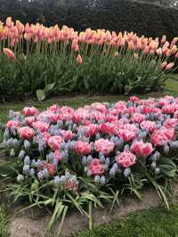 Holland's Tulip Trails: A Stunning Spring Escape