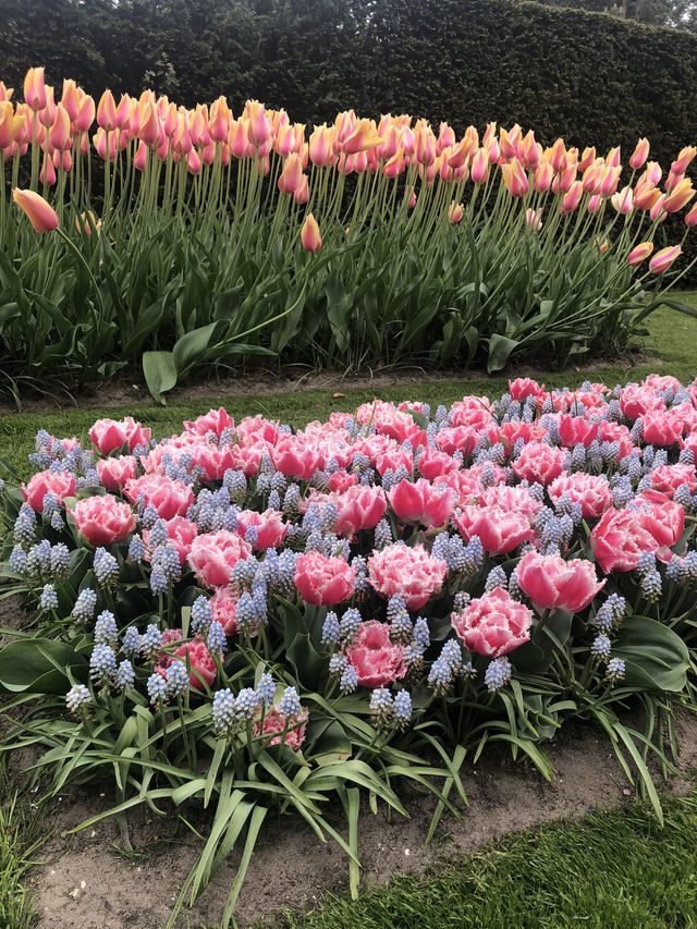Holland's Tulip Trails: A Stunning Spring Escape