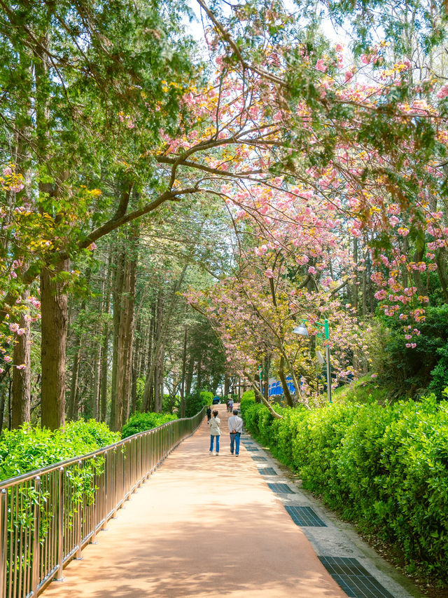 부산 민주공원 겹벚꽃 산책 피크닉 명소💕