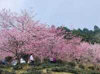 山上人家櫻花美景