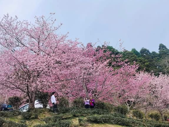 山上人家櫻花美景