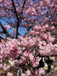 東京代代木公園的櫻花綻放實況｜春日的浪漫🌸