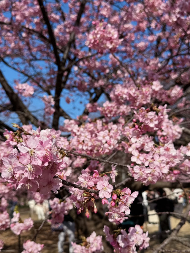 東京代代木公園的櫻花綻放實況｜春日的浪漫🌸