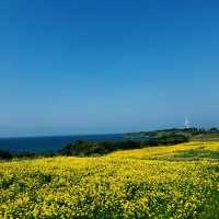 四季折々の花と海が楽しめる公園⛲️