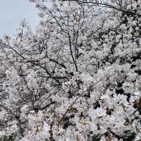 鶴舞公園🌸櫻花之味