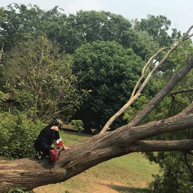 A visit to Kandawgyi National Gardens in Pyin Oo Lwin