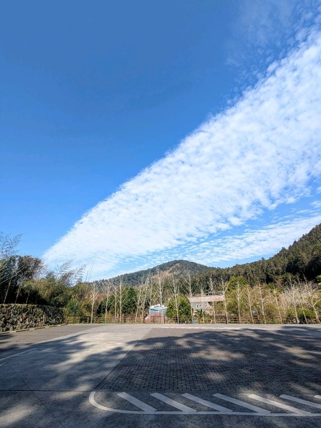 阿里山-頂湖自然生態園區，櫻王櫻后接力綻開！