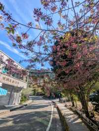 阿里山-頂湖自然生態園區，櫻王櫻后接力綻開！