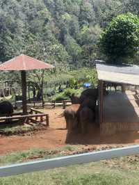 チェンマイ🇹🇭🐘と触れ合えるcafe
