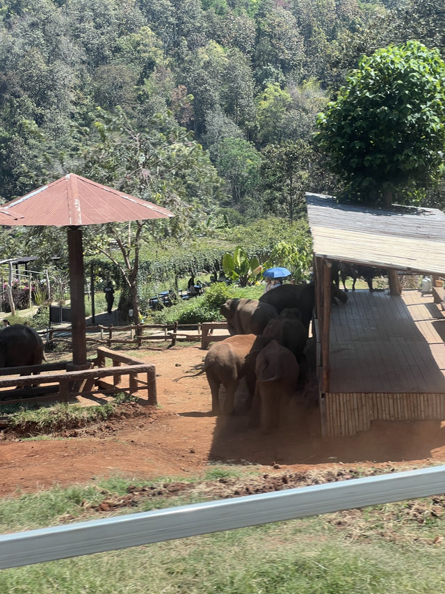 チェンマイ🇹🇭🐘と触れ合えるcafe