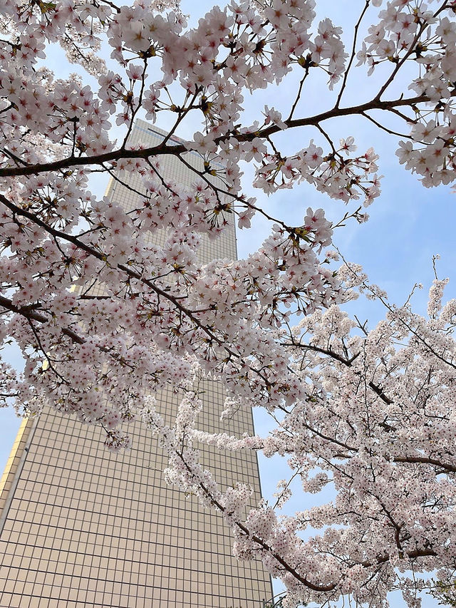 🌸서울 여의도 벚꽃축제, 사람없는 스팟 추천🌸