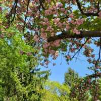 충주댐은 겹벚꽃 명소🌸