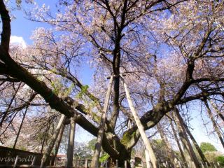 [จังหวัดไซตามะ] อิชิโตะคาบาซากุระ หนึ่งในห้าดอกซากุระที่สวยที่สุดของญี่ปุ่น