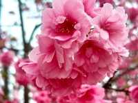 ทริปดอกไม้บาน🌸YiliangSakuraValley 