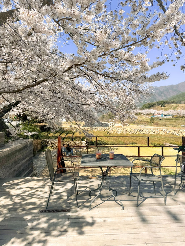 🌸벚꽃시즌🌸하동 벚꽃놀이 코스이대로💗