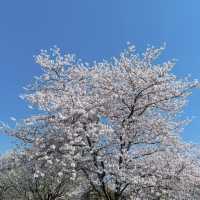 井原堤水邊公園～櫻花的“粉紅海洋”