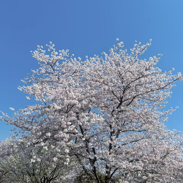 井原堤水邊公園～櫻花的“粉紅海洋”