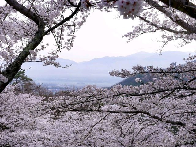 【京都】亀岡盆地を一望する知る人ぞ知る桜の名所「平和台公園」