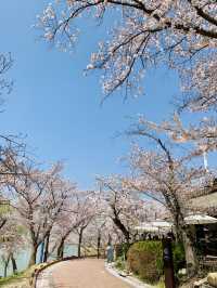 Whispers of Spring: Dancing Among Sakura at Bomun Lake