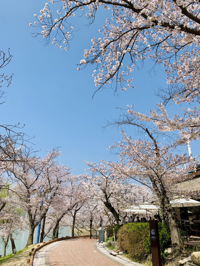 Whispers of Spring: Dancing Among Sakura at Bomun Lake