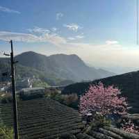 阿里山櫻之道