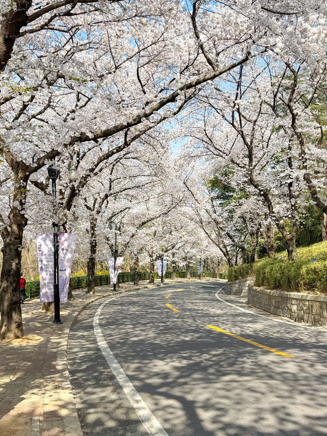 대구의 대표 봄여행 벚꽃 명소 이월드🎡🌸