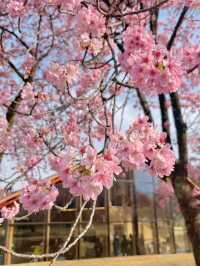 도쿄 벚꽃 명소 꽃놀이🌸