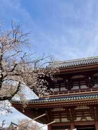 Spring Outing: Cherry Blossoms at Ikegami Honmonji🌸