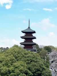 Spring Outing: Cherry Blossoms at Ikegami Honmonji🌸