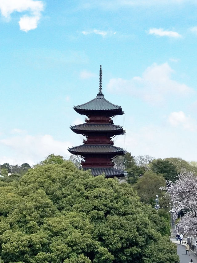 Spring Outing: Cherry Blossoms at Ikegami Honmonji🌸