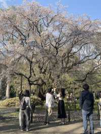 🌸東京/六義園で感じる四季の絶景🌳