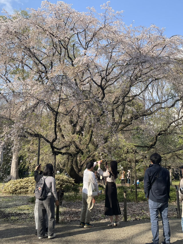🌸東京/六義園で感じる四季の絶景🌳