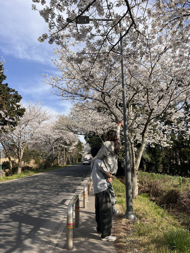 제주 숨겨진 벚꽃명소, 알려드릴게요🌸