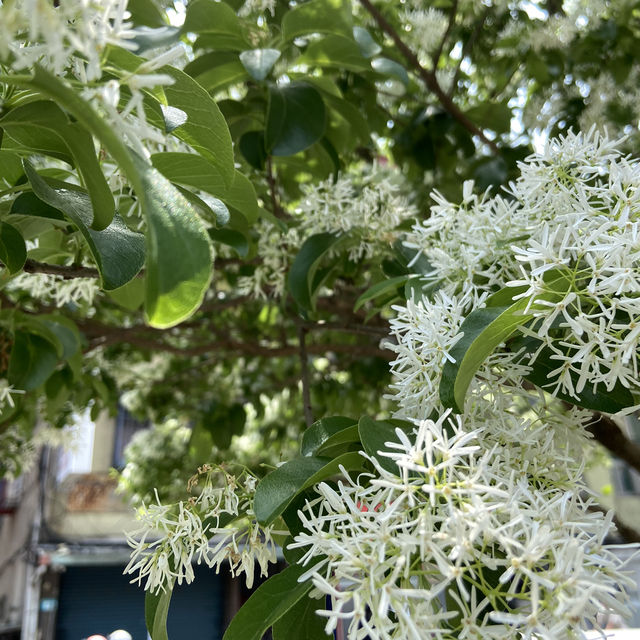 流蘇花開，彷彿春日飛雪，輕盈飄落在城市一隅