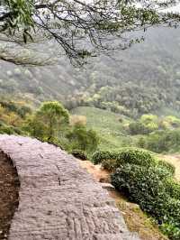 Tea Trails and Temple Tranquility: My Hangzhou Discovery