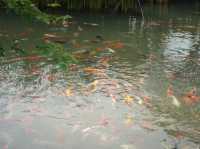 เที่ยวหน้าร้อน นอนอัมพวากันกับที่นี่ ลำพวา