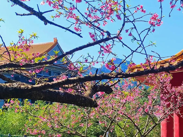 🌸 **台北屈尺櫻花公園（Zhuzihu Sakura Park）櫻花觀賞遊覽分享** 🌸
