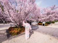 【名古屋】徳川園で歴史と桜の共演を堪能🌸✨