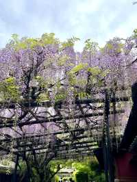 Wisteria Trellises at Kin Suitei