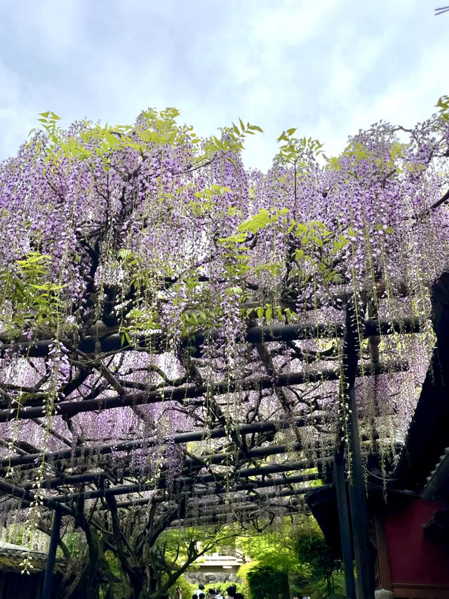 Wisteria Trellises at Kin Suitei