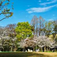 中島公園•櫻花下的城市綠洲