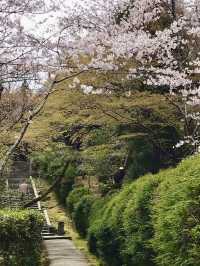 Cherry Blossoms at Horin-ji Temple, Kyoto
