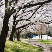 泊城公園～櫻醉神迷