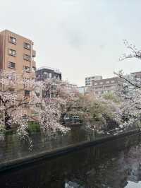 東京｜目黑區一日遊 🌸