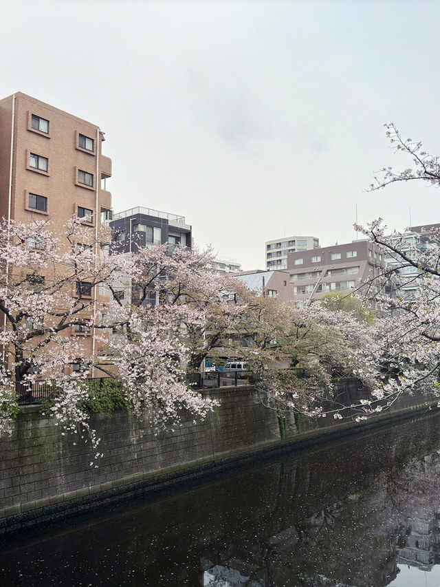 東京｜目黑區一日遊 🌸