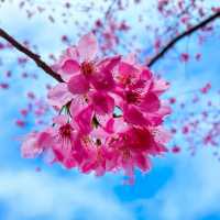 🌸** 隱藏在深山中的賞櫻秘境**🌸