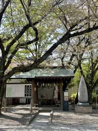 Spring Vibes at Kameido Katori Shrine